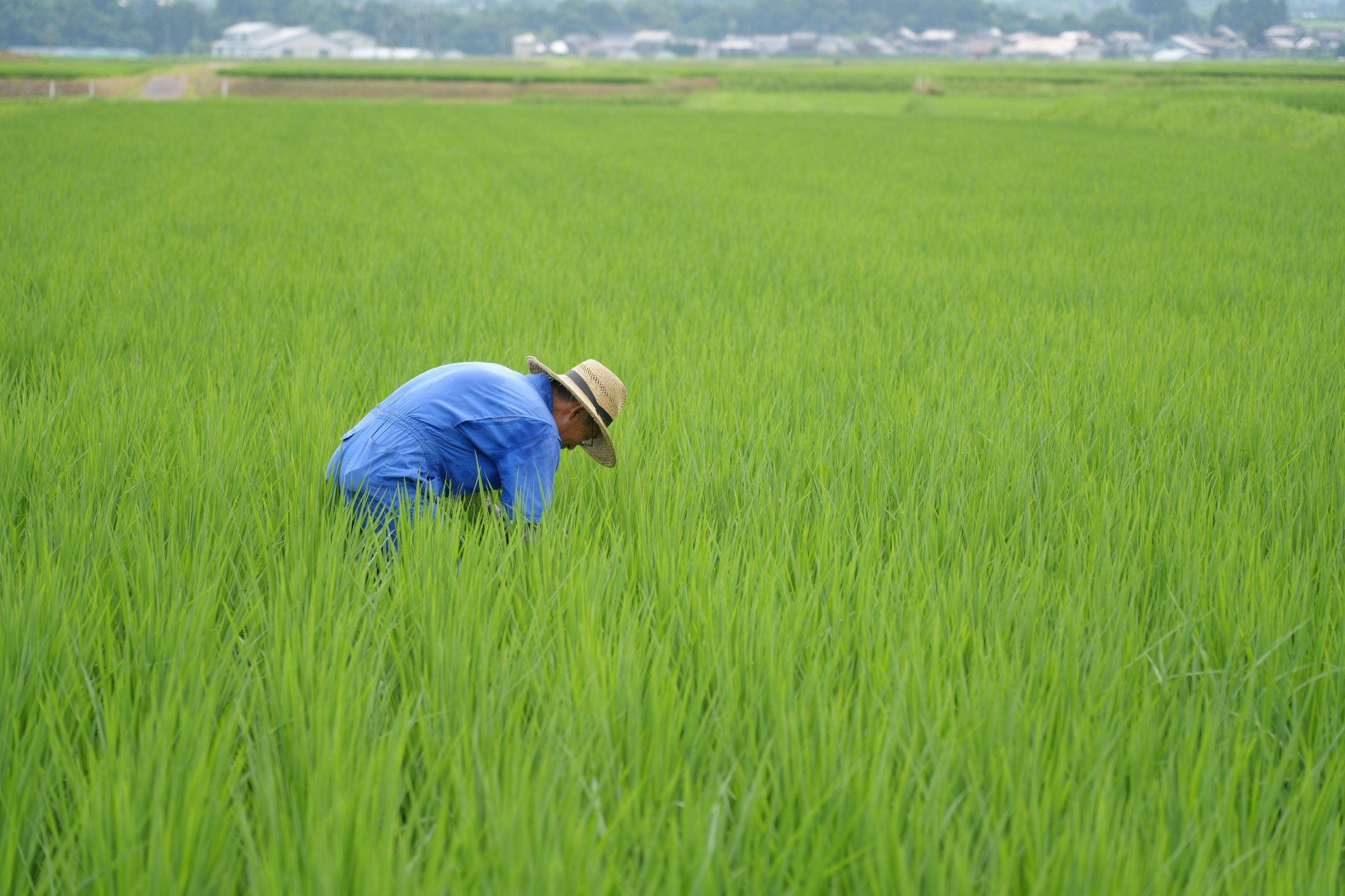 稲の様子を確かめる生産者