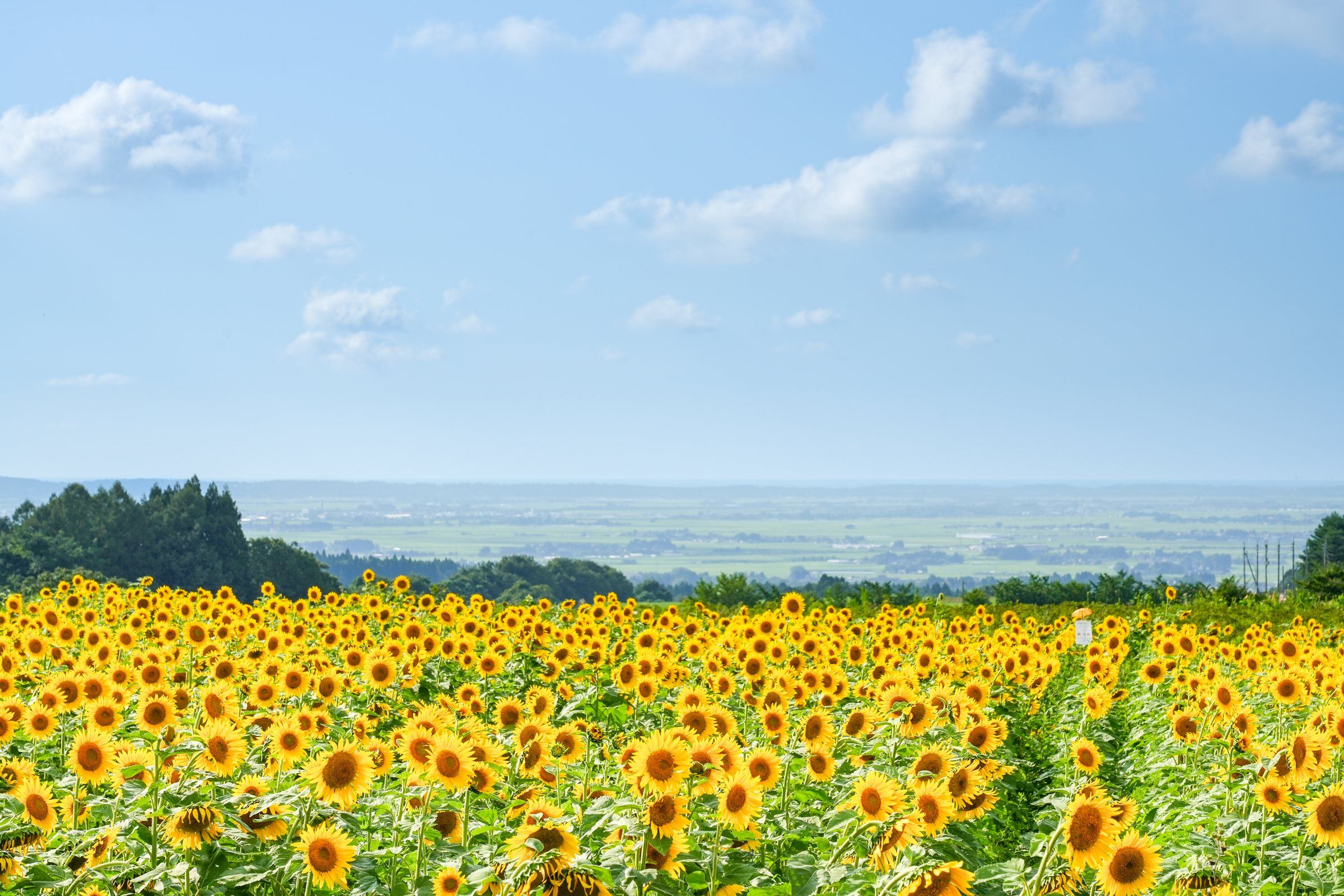 夏 庄内平野を望む
