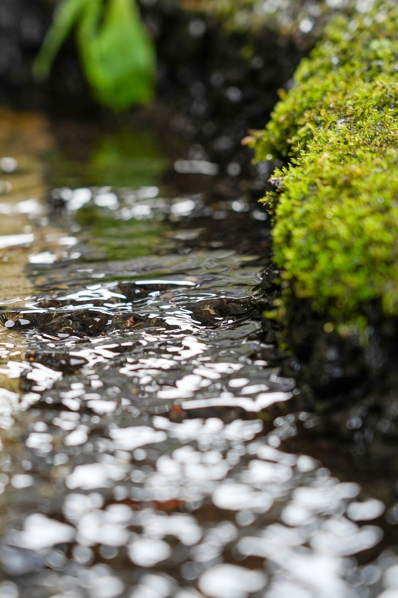 苔の間を流れる湧き水